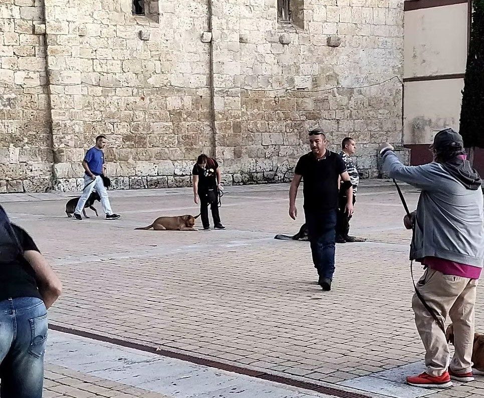 Sesión de entrenamiento grupal urbano con perros y propietarios